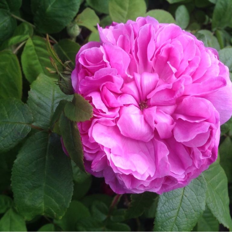 plant image 81574