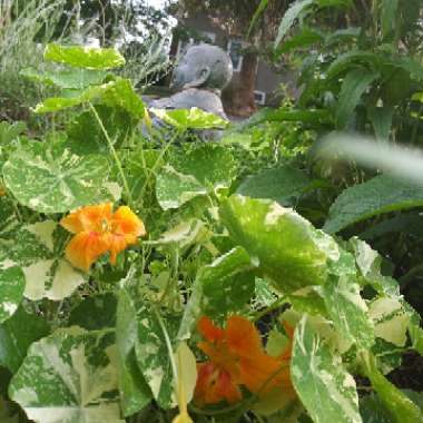 Nasturtium Tip Top 'Alaska Mix'