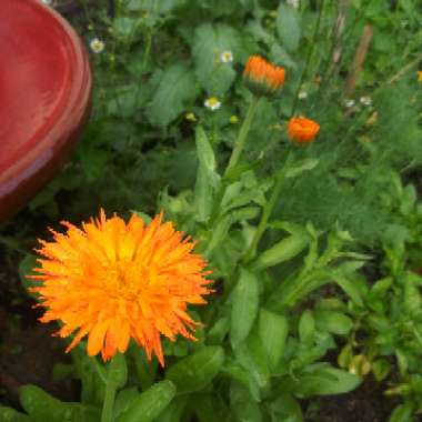 Pot Marigold 'Radio'