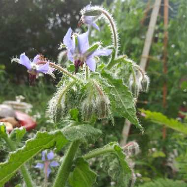 Common borage