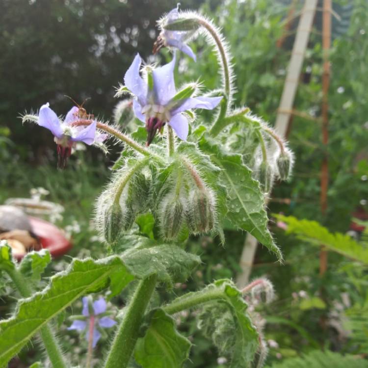plant image 1076003