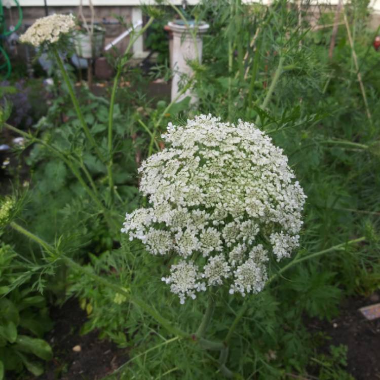 plant image 1076005