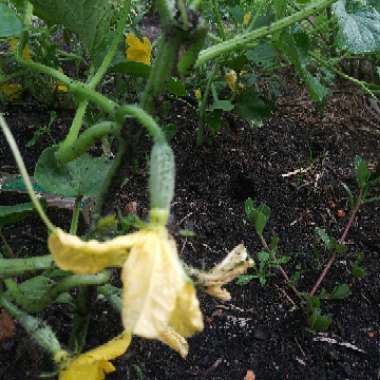 Cucumber 'Boston Pickling'