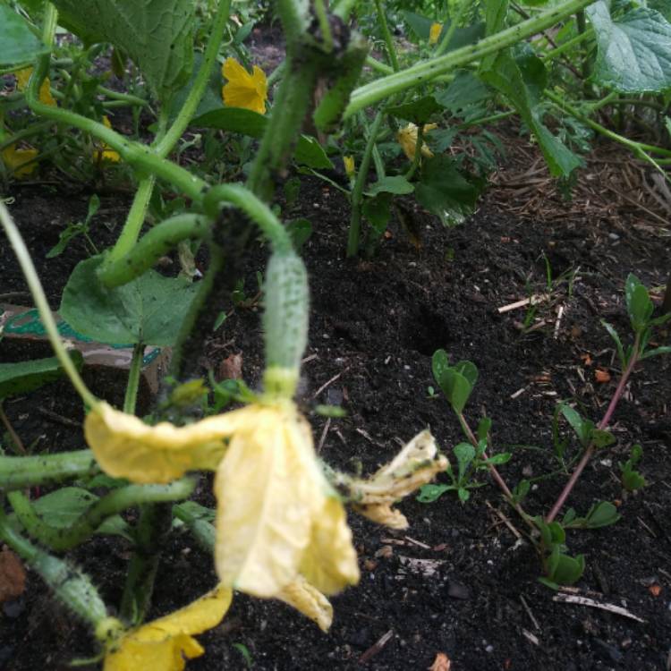 Plant image Cucumis sativus 'Boston Pickling'