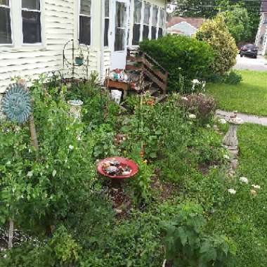 Rich's garden