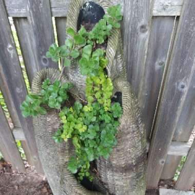 Rich's garden