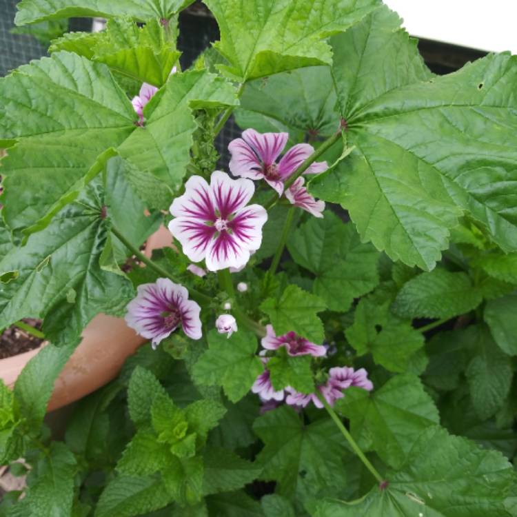 plant image 1076411