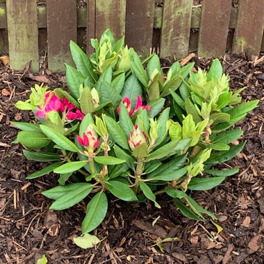 Rhododendron 'Wendy'