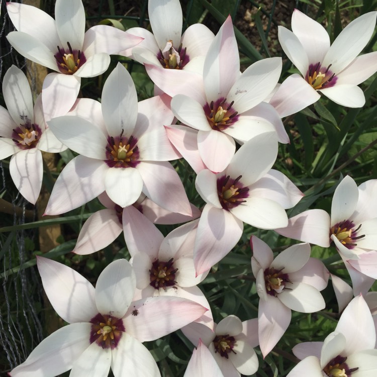 plant image 1020757