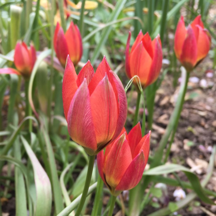 plant image 1020781