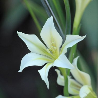 Gladiolus tristis