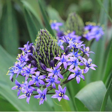 Scilla peruviana