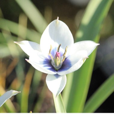 Tulipa humilis var. pulchella (Albocaerulea Oculata Group)