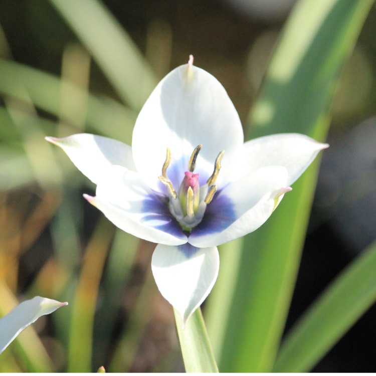 Plant image Tulipa humilis var. pulchella (Albocaerulea Oculata Group)