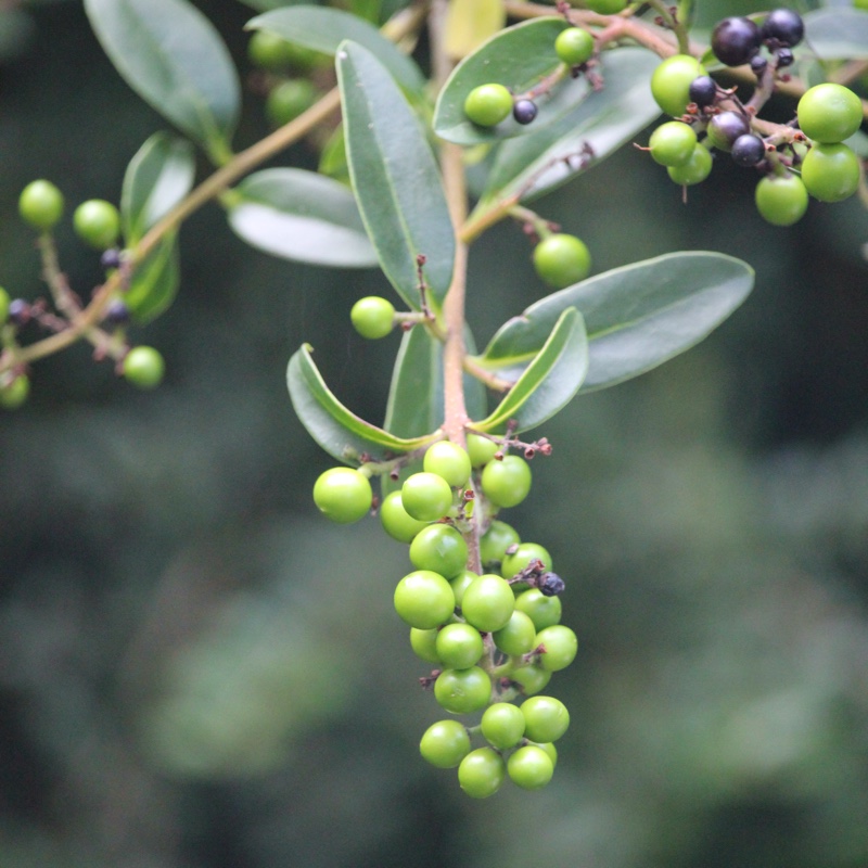 Plants Blog Alex Wood Ligustrum Ovalifolium Garden Privet