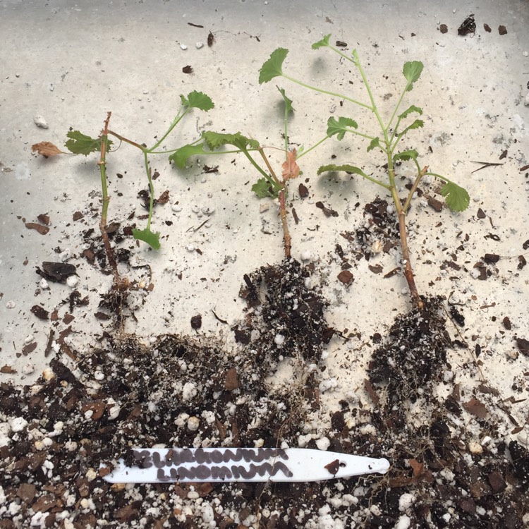 plant image 1051138