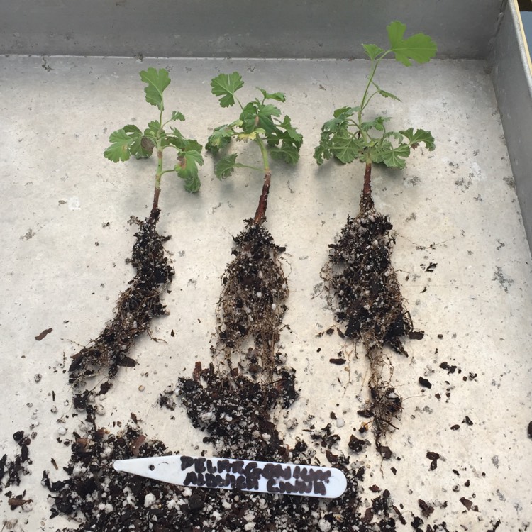 plant image 1051148