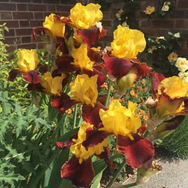 Iris x germanica 'Andalou'