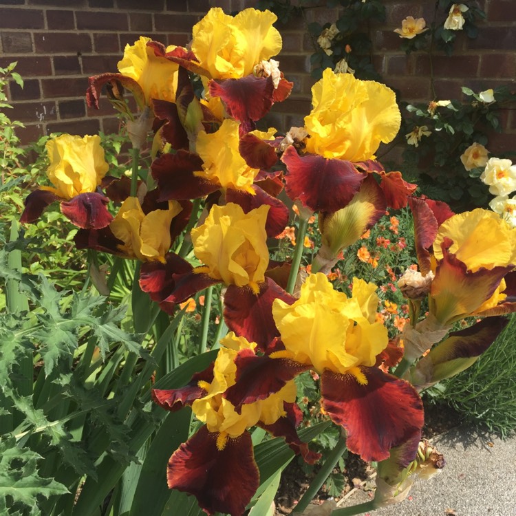 Plant image Iris x germanica 'Andalou'