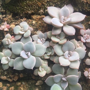 Echeveria Trianthina Sp.