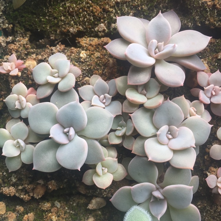 plant image 1053004