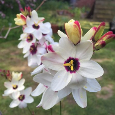 Ixia 'Spotlight'