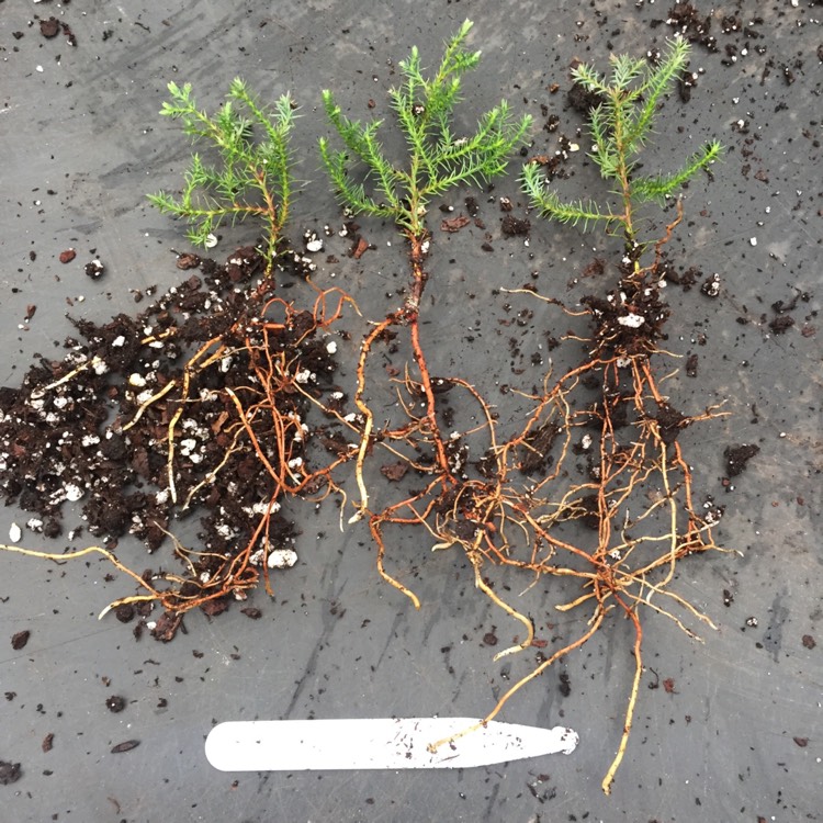 plant image 1058613