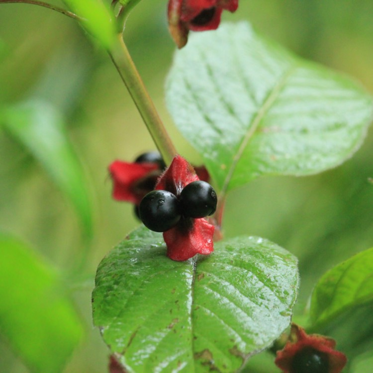 plant image 1076666 plant image 1076666