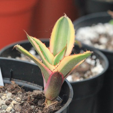 Agave lopthana 'Quadricolour'