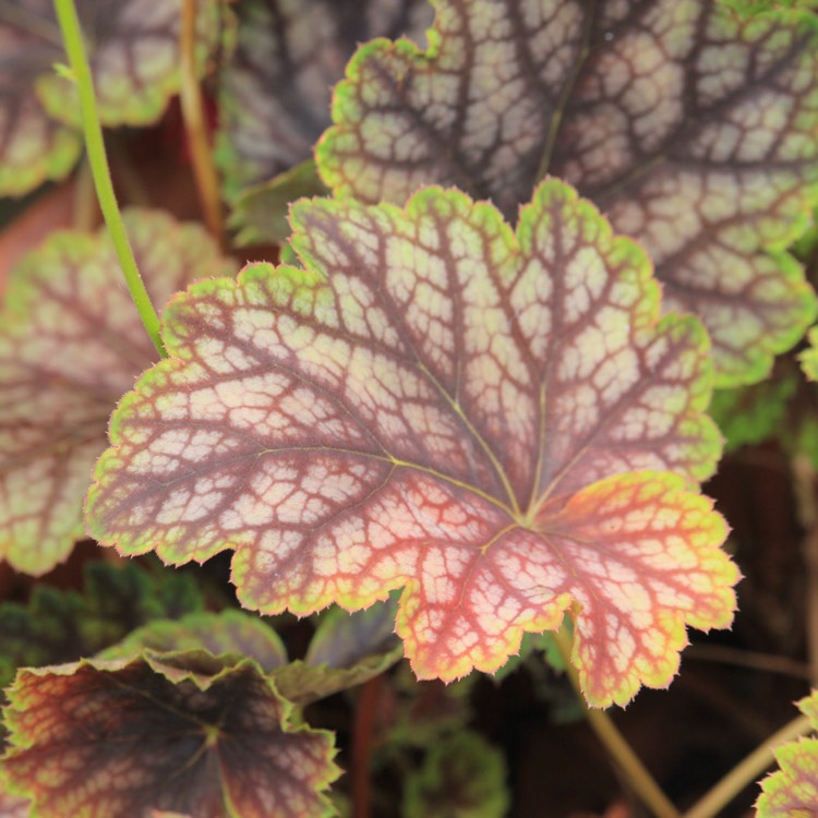 plant image 1086286