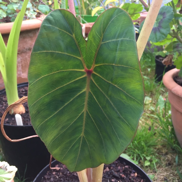 plant image 1134882