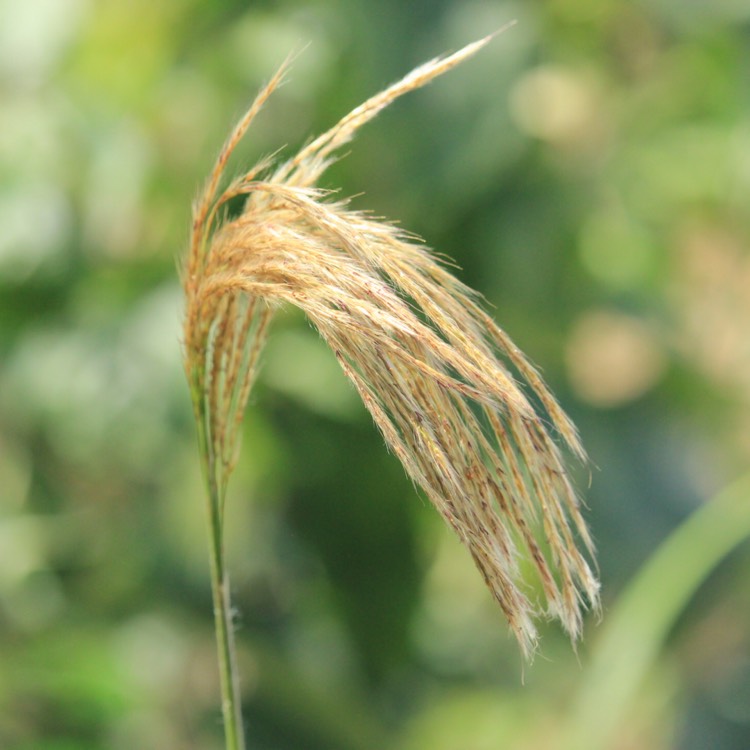 plant image 1134895