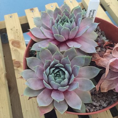 Sempervivum 'Woolcott's Variety'