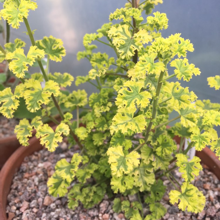 plant image 1134929