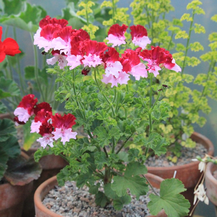 plant image 1134958