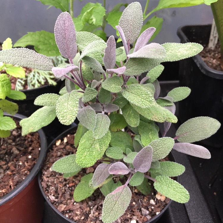 Plant image Salvia officinalis 'Purpurascens'