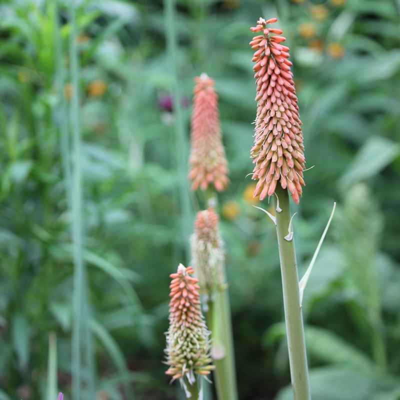 plant image 114797 plant image 114797