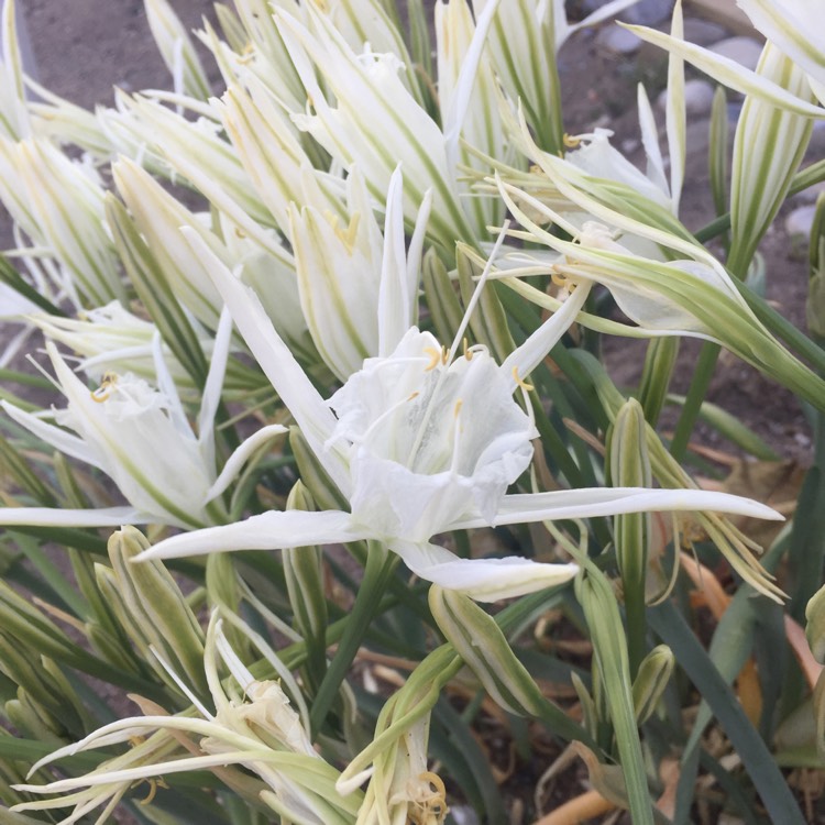 plant image 1154952