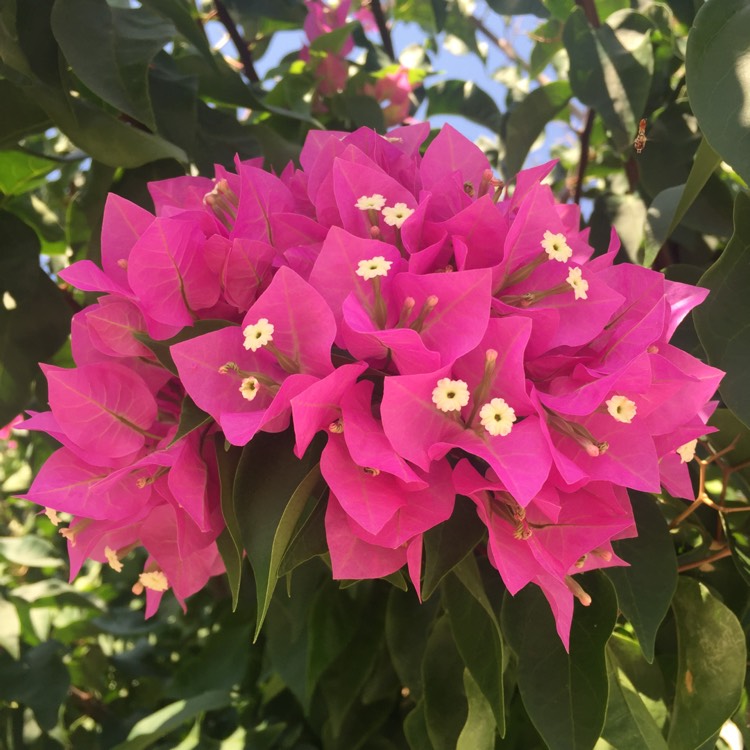 Plant image Bougainvillea spectabilis