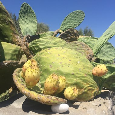 Opuntia ficus-indica