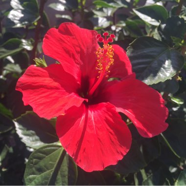 Hibiscus rosa-sinensis