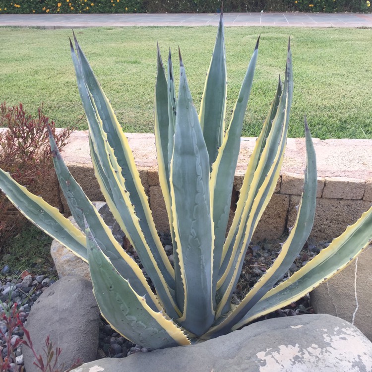Plant image Agave Americana 'Marginata'
