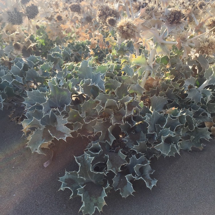plant image 1160663