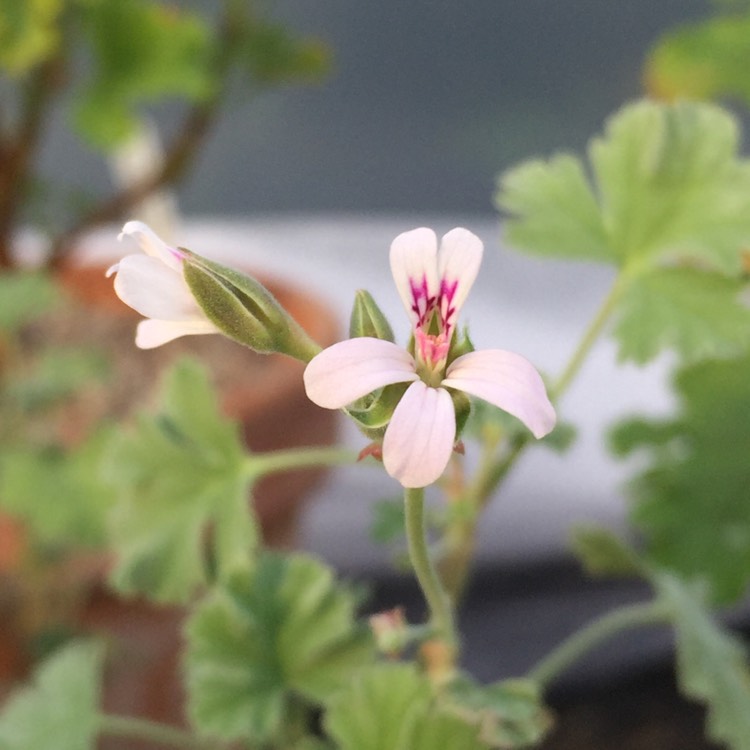 plant image 1207549