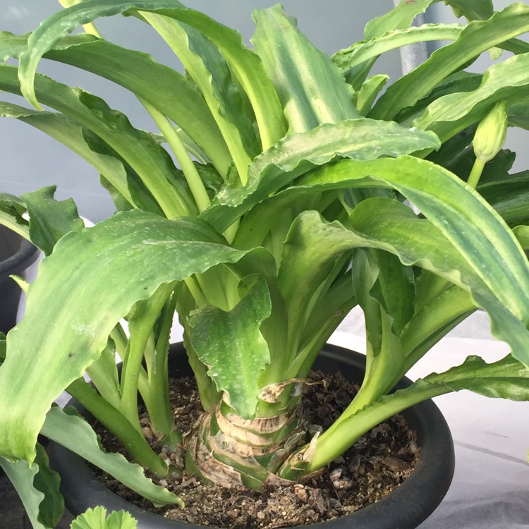 plant image 1208725