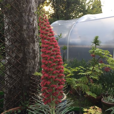 Echium wildpretii