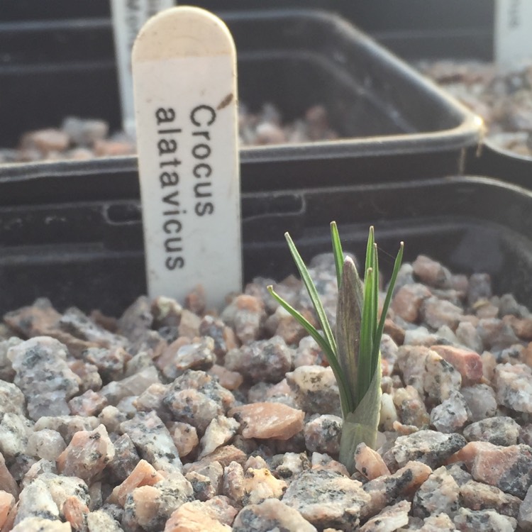 plant image 1211879