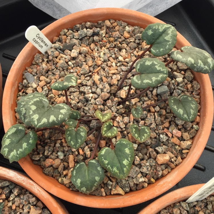plant image 1211892
