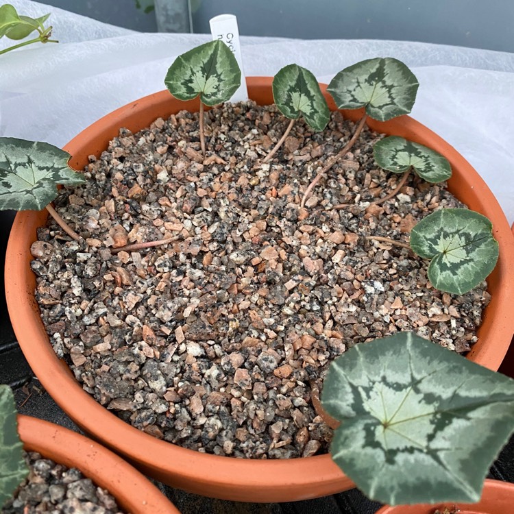 plant image 1218180