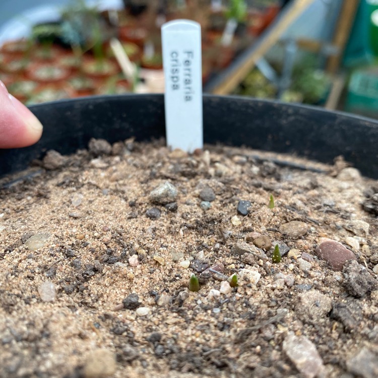 Plant image Ferraria crispa